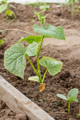 Young cucumber plant growing in a greenhouse.