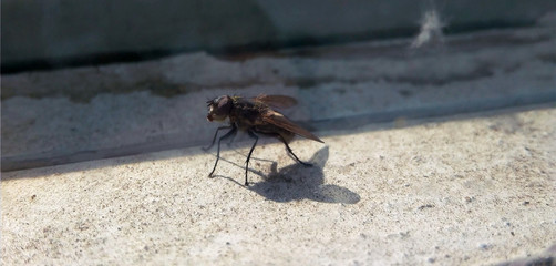 fly on the sand