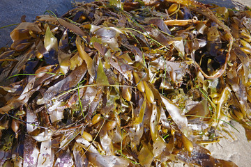 High angle view of a pile of fresh kelp seaweed on the beach sand