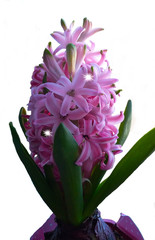 hyacinth pink on white background