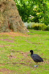 Eurasian coot walking around in the St James's Park