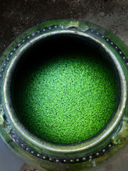 Green Duckweed in a round bowl.
