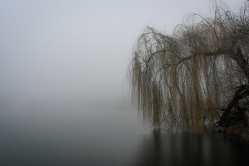 Willow tree over lake in fog. Mysterious fog over the lake  - obrazy, fototapety, plakaty