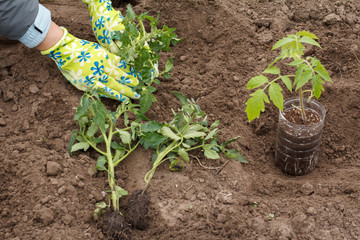 Female gardener is planting tomato seedling in the garden.