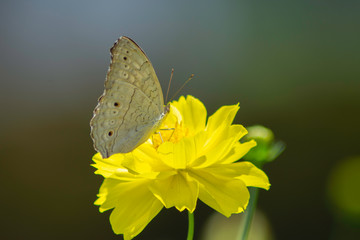 Multicolor butterfly sitting on a yellow flower