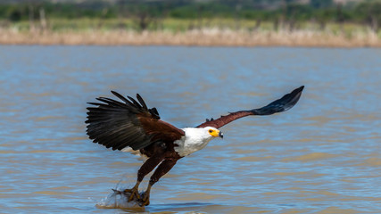 Oiseau - Masaï Mara Kenya