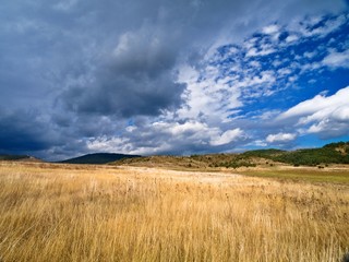 Obraz premium forest