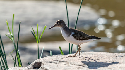 Oiseau - Masaï Mara Kenya