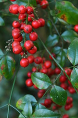 Berries on tree