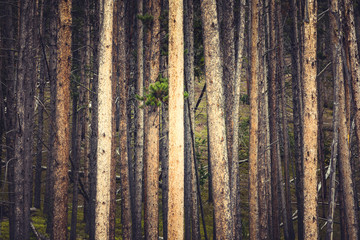 Pine trees texture in Montana