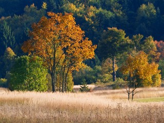 Fototapeta premium forest