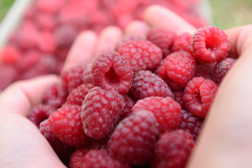 Harvesting Raspberries from the Organic Garden. 