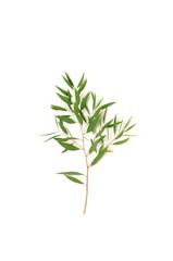 green eucalyptus leaves, branch isolated on a white background. flat lay, top view. poster