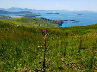 Pink flower and view of coast and sea,  Ireland 