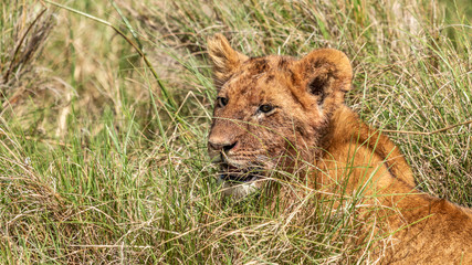 Lion - Masaï Mara Kenya
