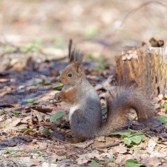 Naklejka na ściany i meble he red squirrel or Eurasian red squirrel (Sciurus vulgaris). 