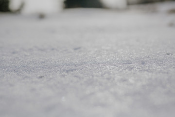 Farmer Examining Wheat Crops in hands while using Digital Tablet