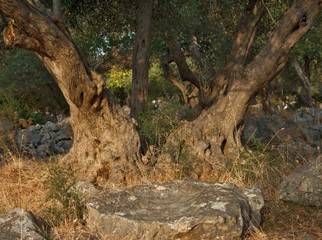 Fototapeta na wymiar olive