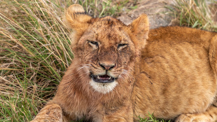 Lion - Masaï Mara Kenya