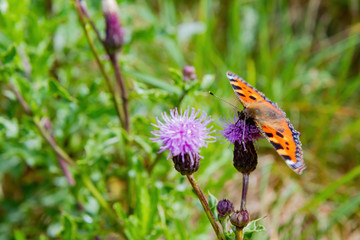 Small tortoiseshell eating the Milk Thistle in Holyrood Park