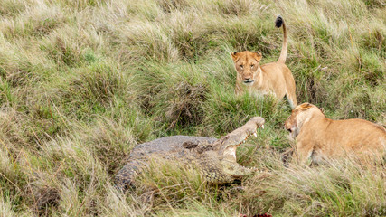 Lion - Masaï Mara Kenya