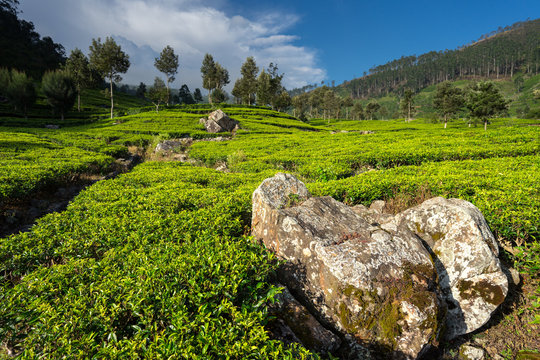 Scenic view of wonderful of green tea fields in Haputale in Sri Lanka