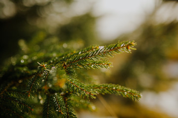 close up of pine tree branch in winter