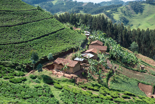 Ruanda, Africa - December 14, 2019: Drone view of farm landscape with green plantations on slope in sunny local countryside