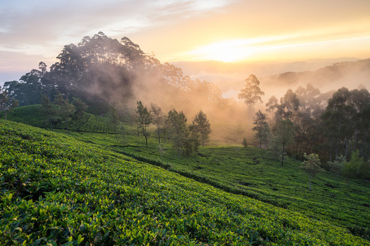 Scenic view of wonderful foggy morning on green tea fields in Haputale in Sri Lanka