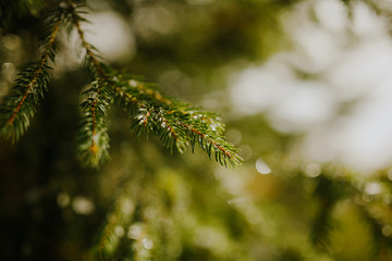 close up of pine tree branch in winter