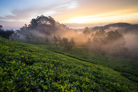 Scenic view of wonderful foggy morning on green tea fields in Haputale in Sri Lanka