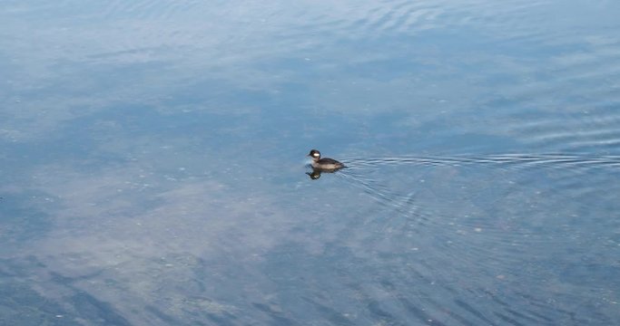 Bufflehead duck (Bucephala albeola)