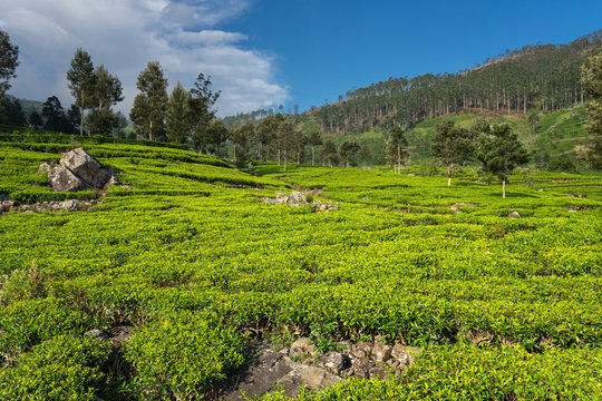 Scenic view of wonderful of green tea fields in Haputale in Sri Lanka