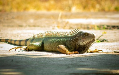 iguana de Costa Rica.