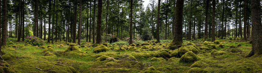 Panorama of green mystic forest of ireland 