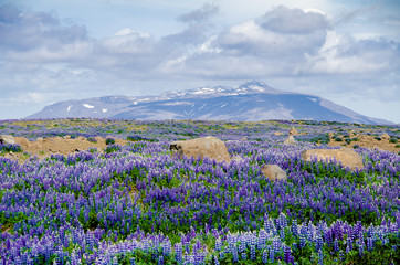 Obraz premium lavender field in Iceland