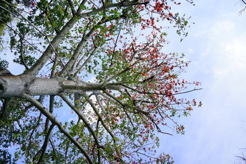 Beautiful red silk cotton flower