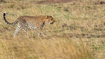 Léopard - Masaï Mara Kenya