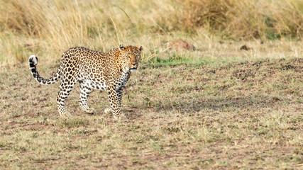 Léopard - Masaï Mara Kenya