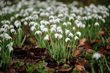 snowdrops in the woods