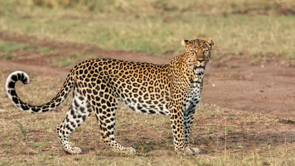 Léopard - Masaï Mara Kenya