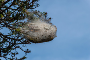A caterpillar tent with several visible caterpillars crawling on a branch of a pine tree