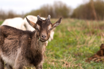 Little cute goatling chewing grass in the field.
