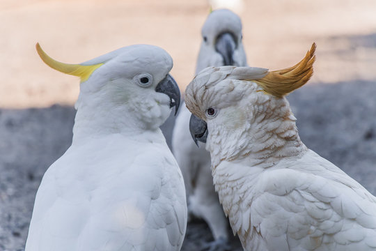 An australian white Sulphur crested cockatoo in Victoria