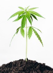 Concept farm marijuana plantation. Isolate hemp on white background. Young cannabis Bush grows in the pot with soil. Indoor cultivation hemp