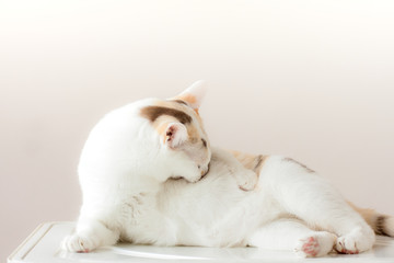 The cat is inhaled yourself after the cleaning itself is finished.