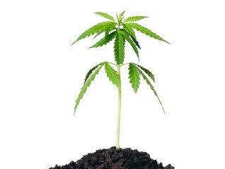 Concept farm marijuana plantation. Isolate hemp on white background. Young cannabis Bush grows in the pot with soil. Indoor cultivation hemp