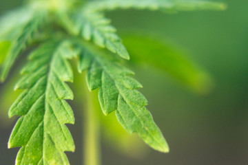 Marijuana CBD cannabidiol. Cannabis as herbal alternative medicine and chemical therapy, healthcare, and medical science. Beautiful background of green cannabis flowers A place for copy space