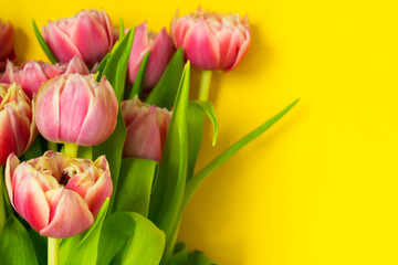 Pink tulips on a yellow background. March 8th, Happy Women's Day. The concept of spring. There is a place for text.