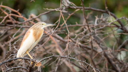 Oiseau - Masaï Mara Kenya
